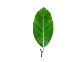 Leaf 1